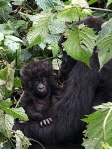 photograph of mother and baby gorillas